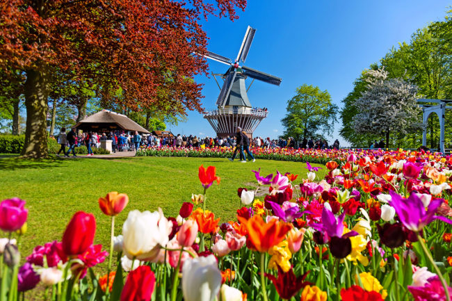 Blooming colorful tulips flowerbed in public flower garden with windmill. Popular tourist site. Lisse, Holland, Netherlands