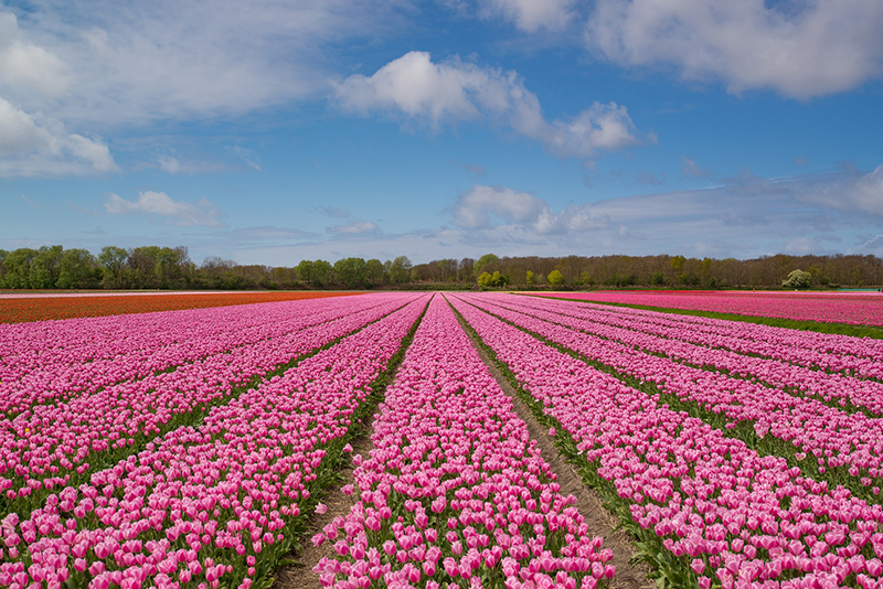 Tulpenblüte (© Rudy and Peter Skitterians - Pixabay)