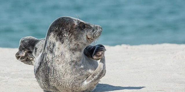 grey-seal-2164736_640